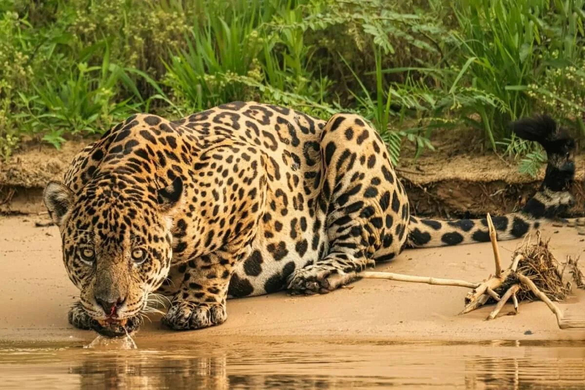 7 diferenças entre o leopardo e a onça-pintada 