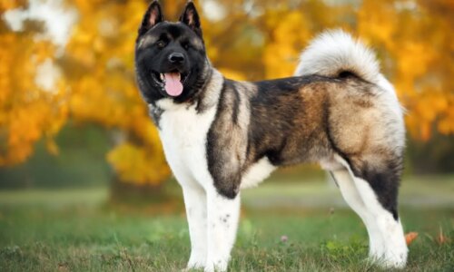 Akita americano: conheça as características do cachorro dessa raça 