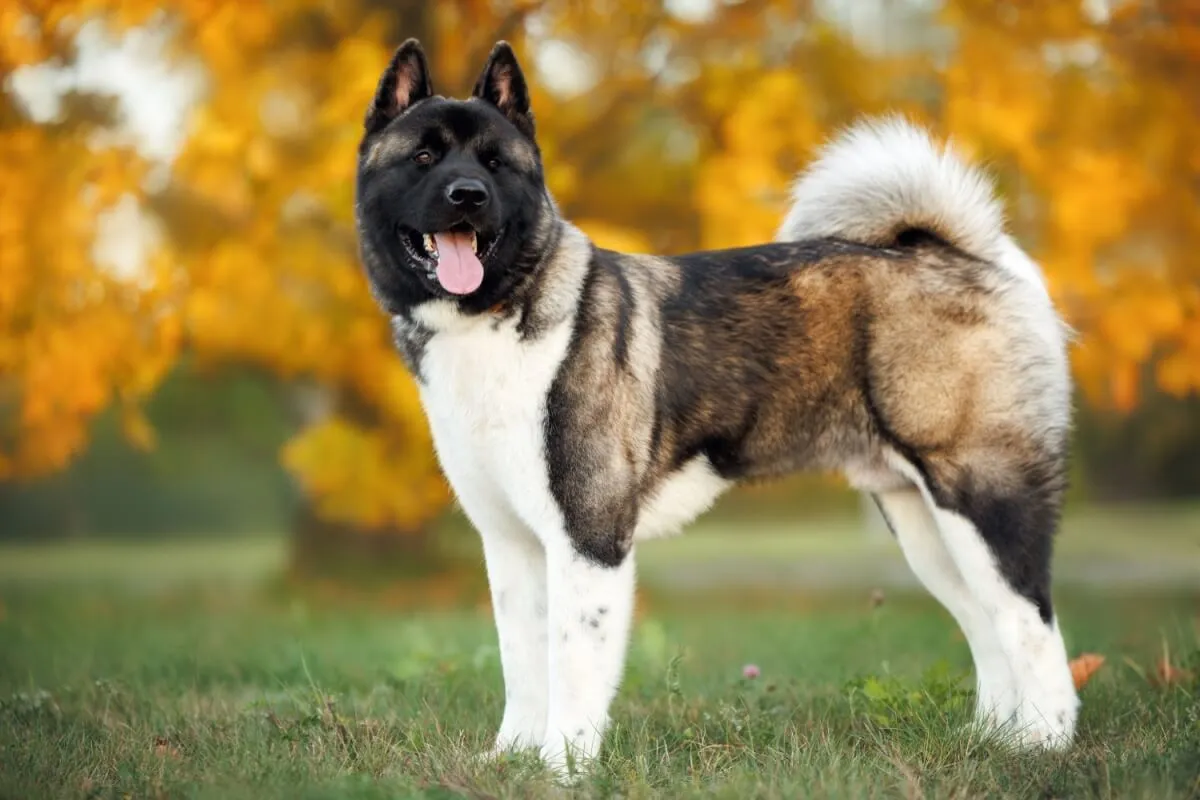 Akita americano: conheça as características do cachorro dessa raça 