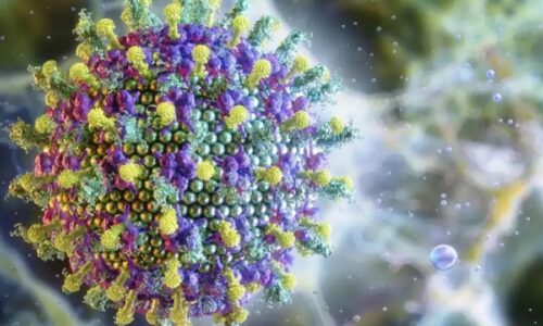 Animal que ultrapassa 1,80m é o principal portador do Vírus Nipah
