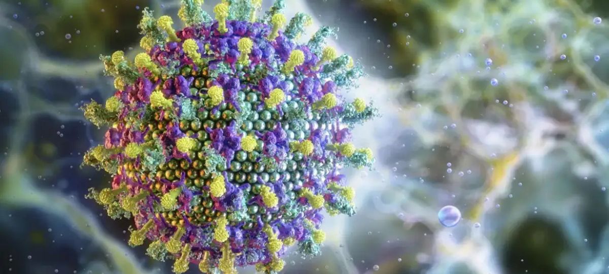 Animal que ultrapassa 1,80m é o principal portador do Vírus Nipah