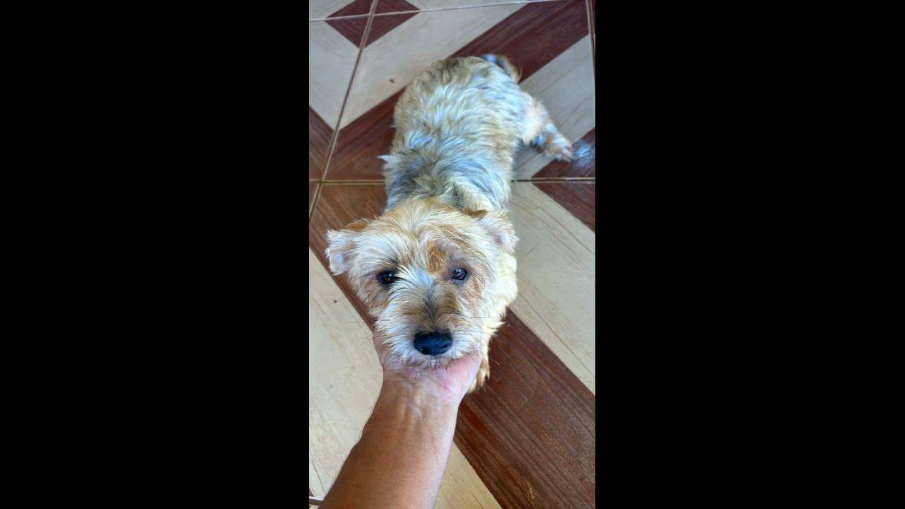 Cachorra sumiu no bairro coqueiral,toma medicação control desapareceu no bairro Coqueiral