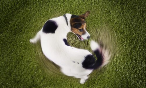 Cachorro andando em círculos pode indicar problema? Entenda as causas e quando se preocupar