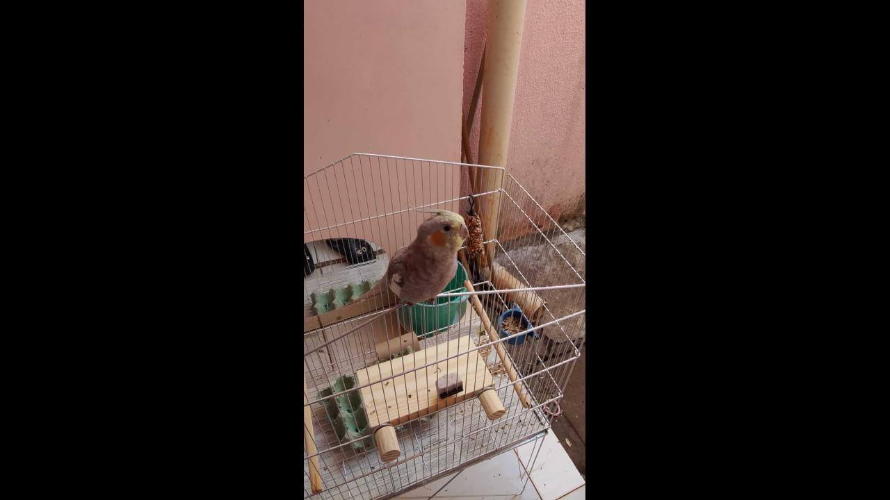 Calopsita Pipoca desapareceu no bairro São Cristóvão