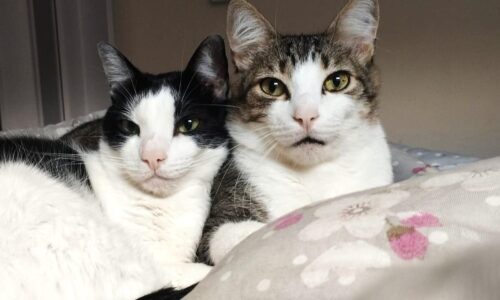 Dia Mundial do Gato celebra os donos oficiais da casa (e do coração)