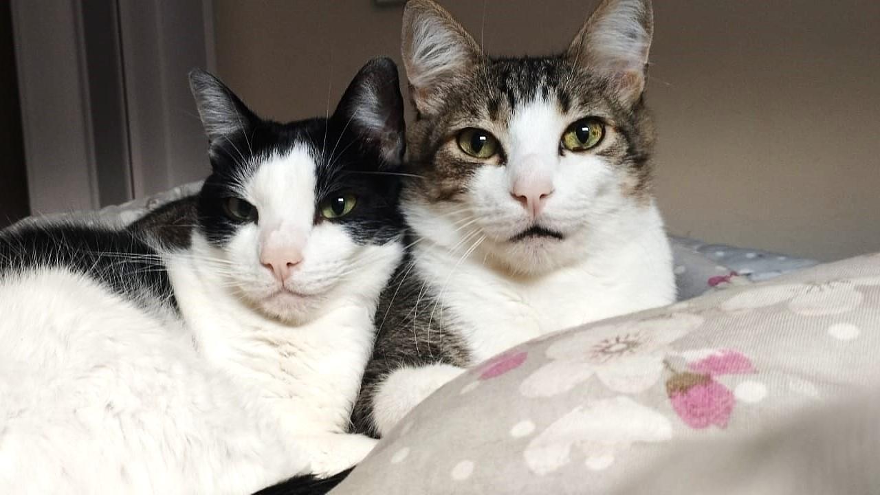 Dia Mundial do Gato celebra os donos oficiais da casa (e do coração)