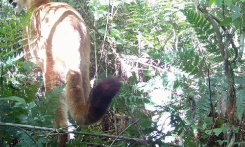 Onça-parda é registrada pela primeira vez em parque do Paraná