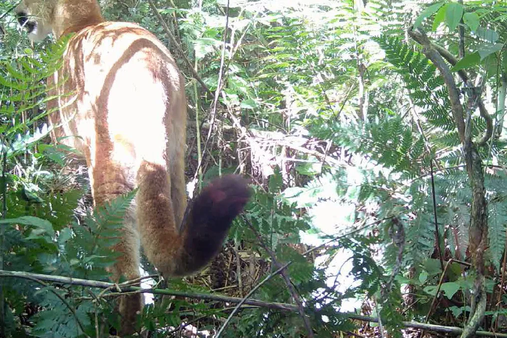 Onça-parda é registrada pela primeira vez em parque do Paraná