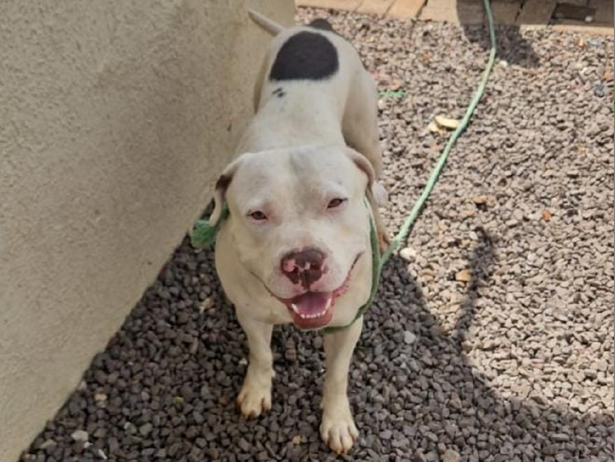 Pitbull solto passa o fim de semana avançando sobre moradores no Santa Cruz