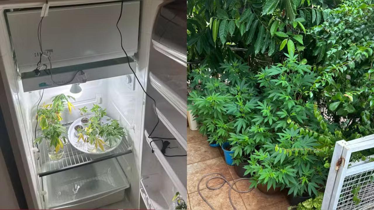 Professor é preso em flagrante por cultivar maconha dentro de casa no Paraná