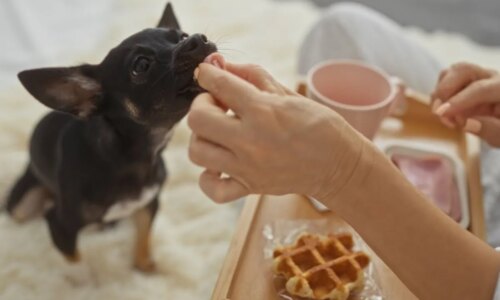Saiba por que a comida humana nem sempre é segura para pets