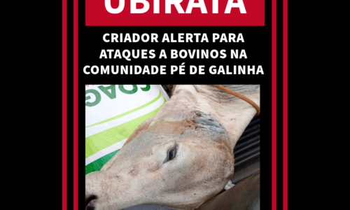 CRIADOR ALERTA PARA ATAQUES A BOVINOS NA COMUNIDADE PÉ DE GALINHA EM UBIRATÃ