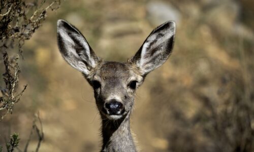 Thousands of mule deer will be killed on Catalina Island as part of restoration plan