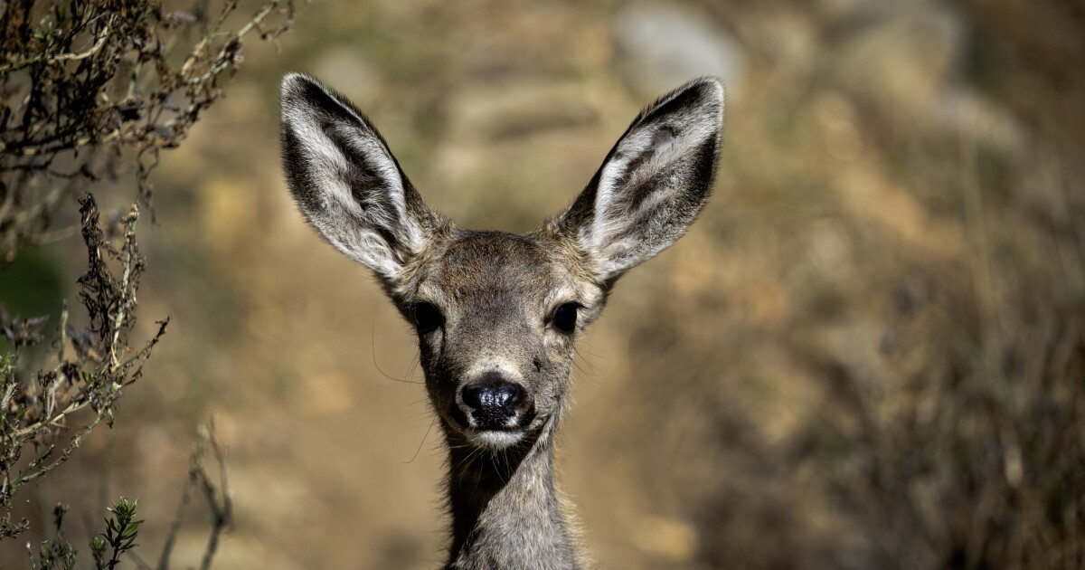 Thousands of mule deer will be killed on Catalina Island as part of restoration plan