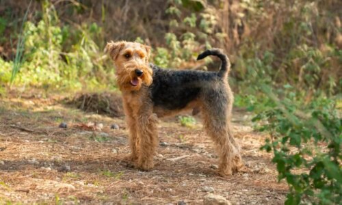 Welsh terrier: conheça as características dessa raça de cachorro 