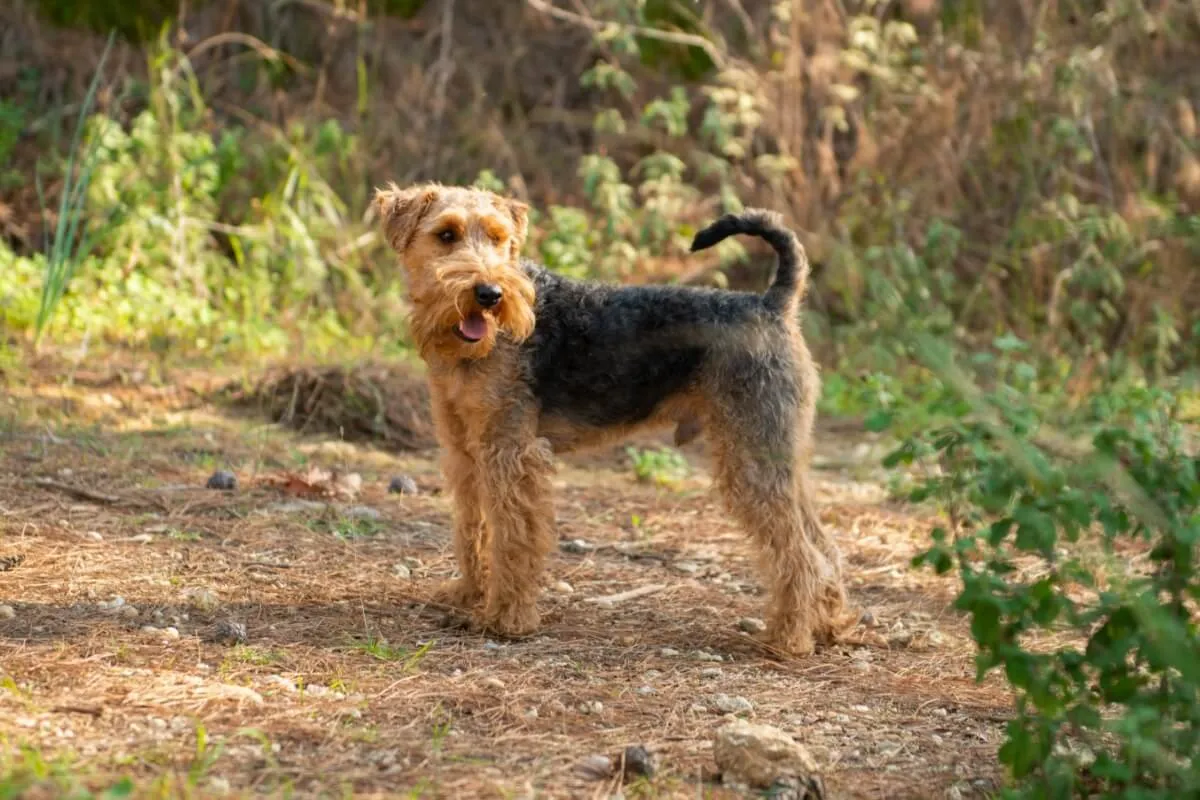 Welsh terrier: conheça as características dessa raça de cachorro 