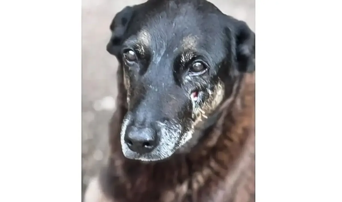 polícia pede internação de adolescente envolvido no crime