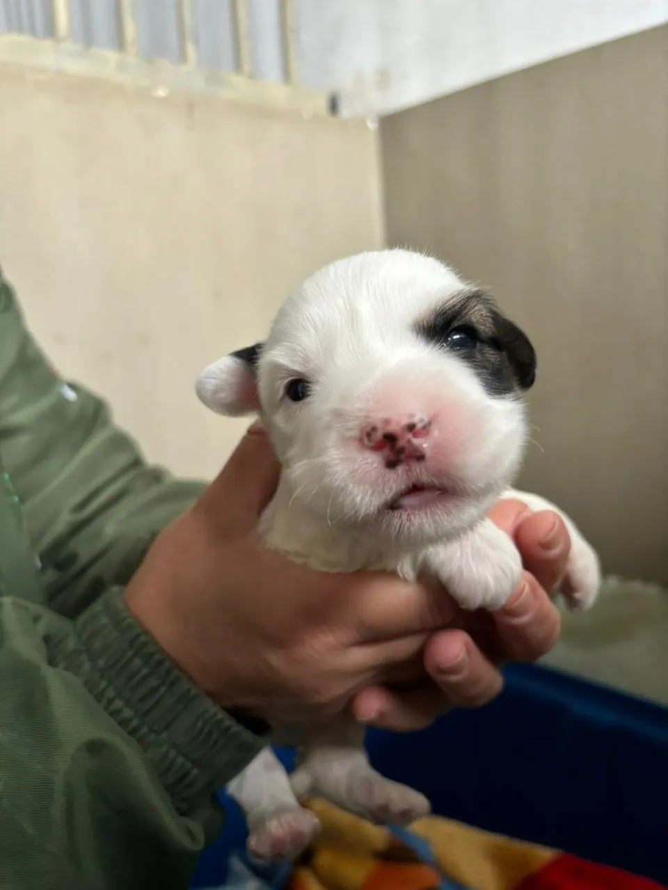 22 cães e gatos são resgatados em apenas 10 dias em Curitiba