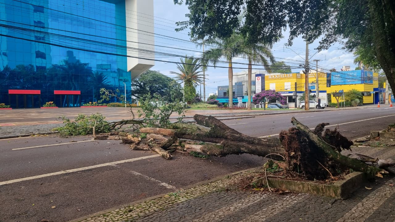 Árvore cai e interdita trecho da Rua Rio de Janeiro em frente ao Teatro Municipal de Cascavel