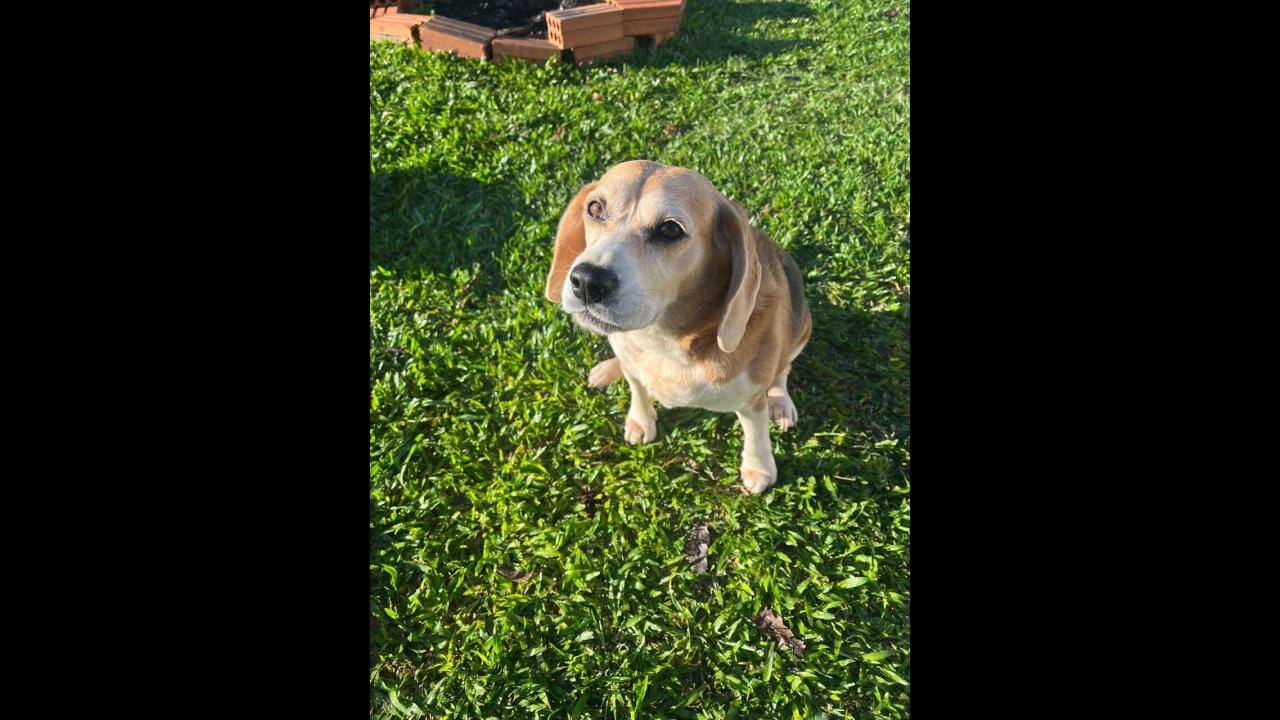 Cachorra Capitu desapareceu no bairro 14 de Novembro