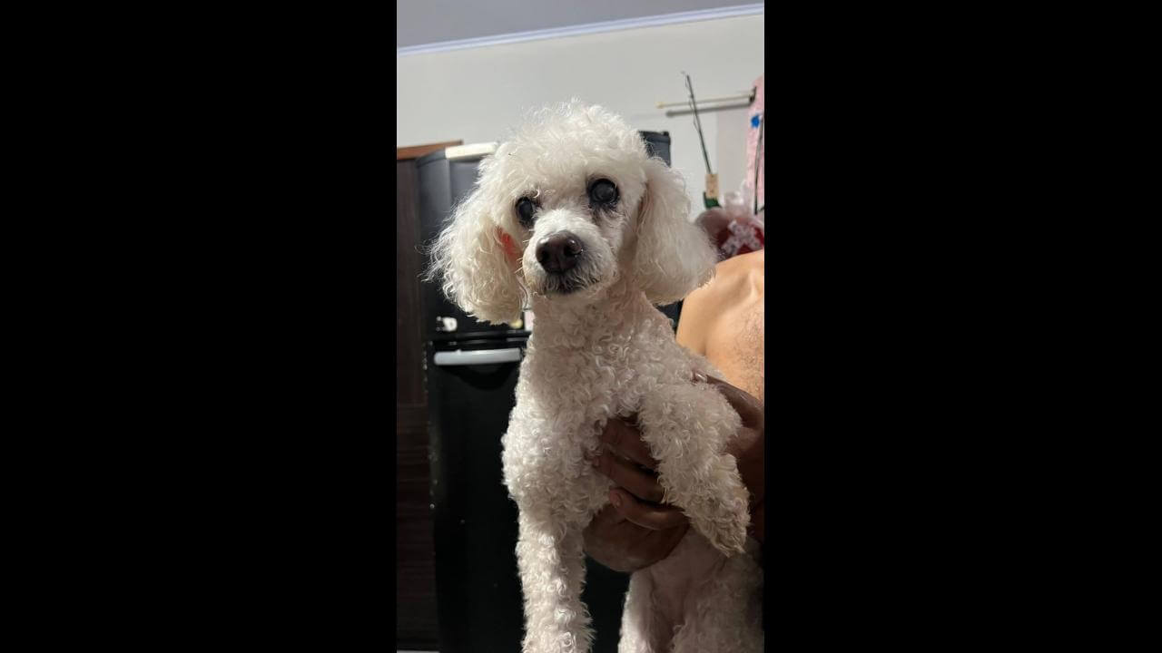 Cachorra é encontrada no bairro Jardim Veneza