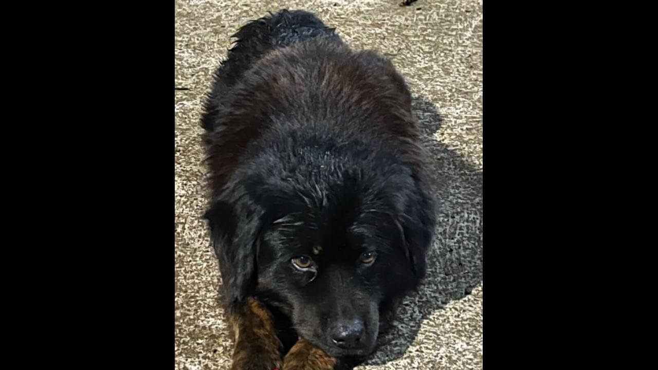 Cachorro é encontrado no bairro Country