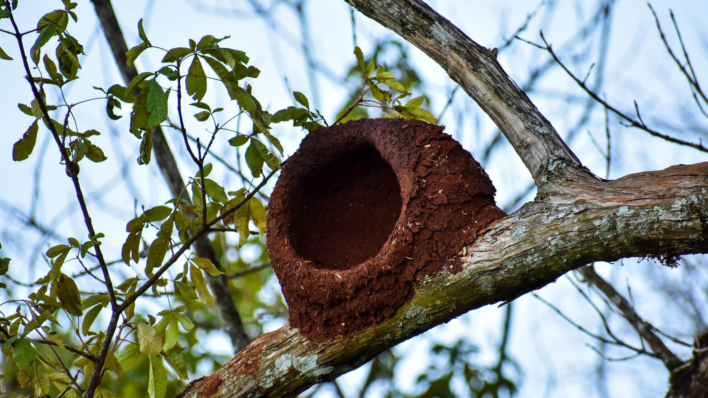 Entre calor e possibilidade de chuva, no ‘sextou’ em Cascavel até o João-de-barro está de olho no céu
