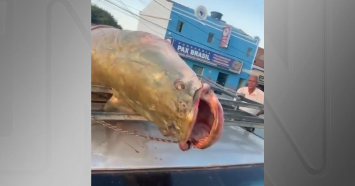 Ibama classifica pirarucu como espécie invasora