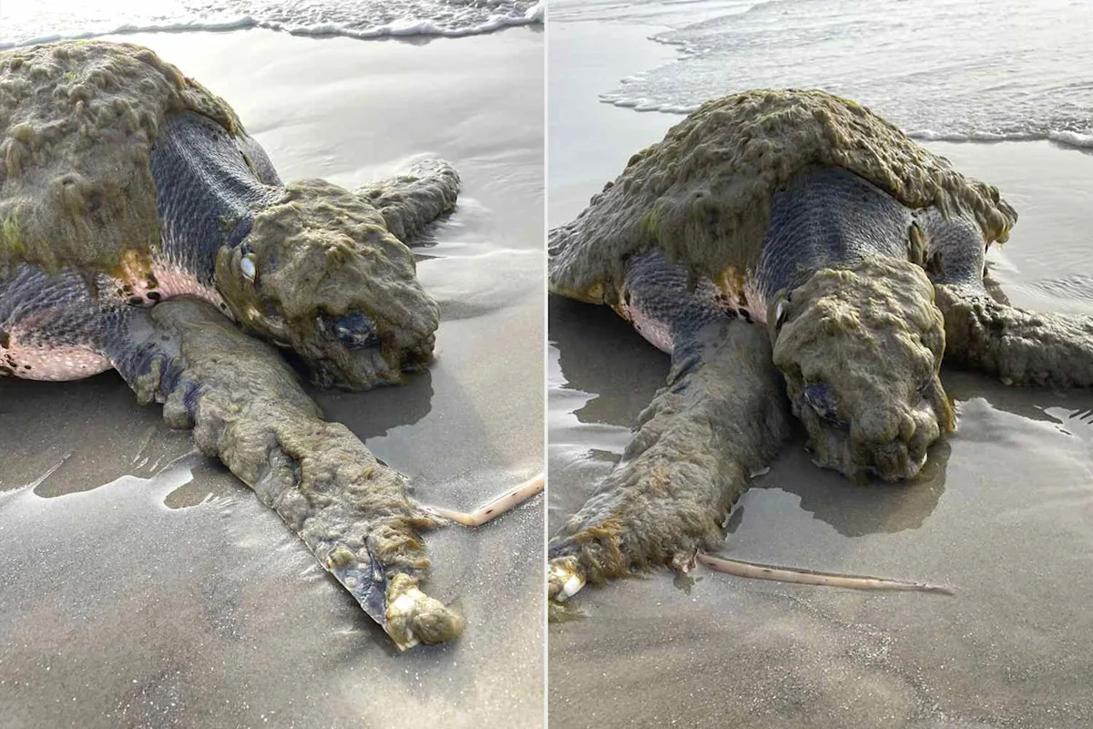 One of the World’s Rarest Turtles Washes Up in Texas, Covered in Living Organisms and in Desperate Need of Help