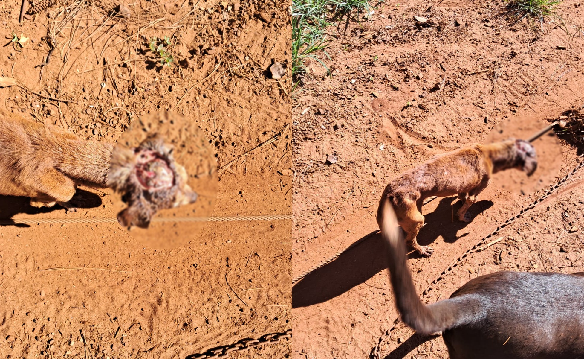 Quando paramos de “ser humano”? Cão é encontrado com a cabeça “aberta” em São João d’Oeste
