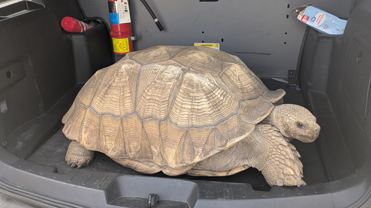 Tartaruga “estilo Velozes e Furiosos” foge de escola e volta em camburão da polícia