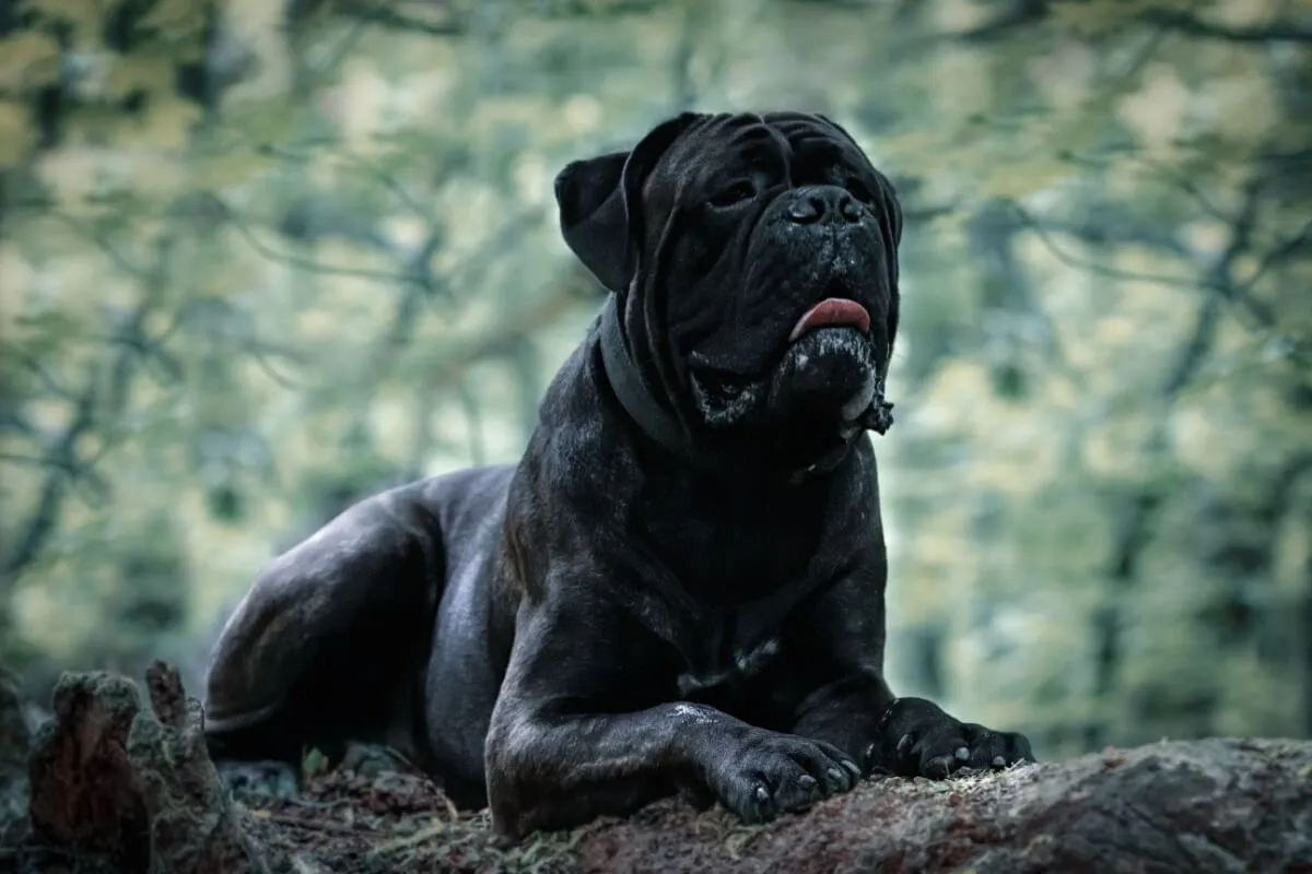 7 raças de cachorro grandes e pretas 