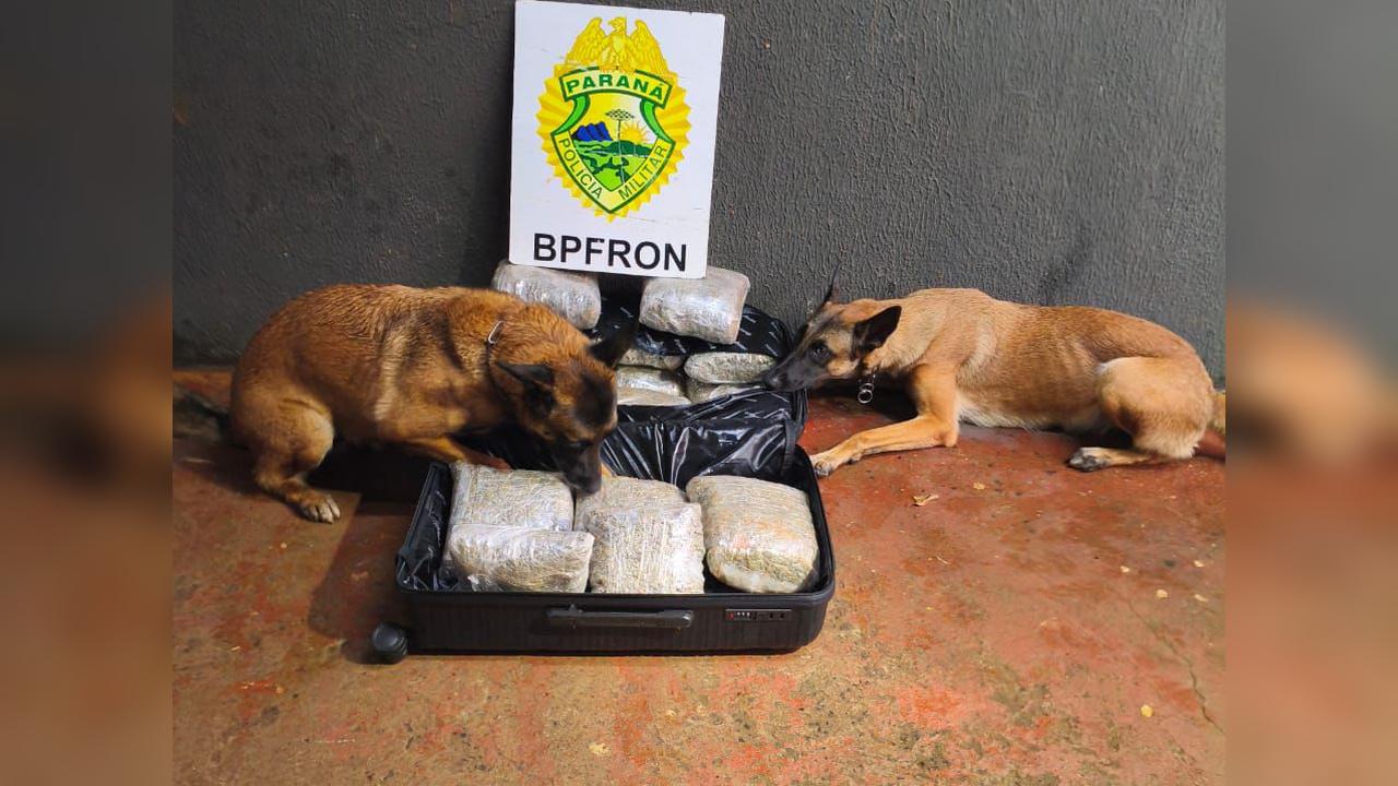 BPFRON apreende mais de 17 quilos de maconha com ajuda de cães farejadores em Foz do Iguaçu
