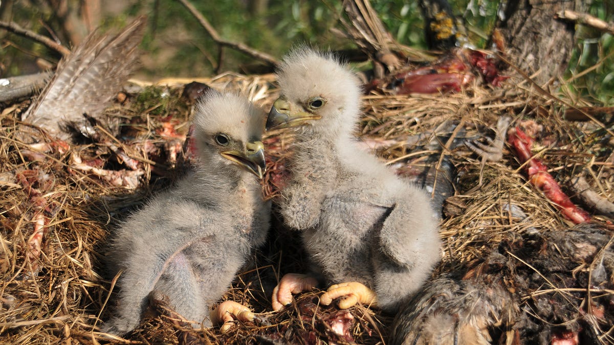 Bald eaglets euthanized after being swept from nest in Alabama