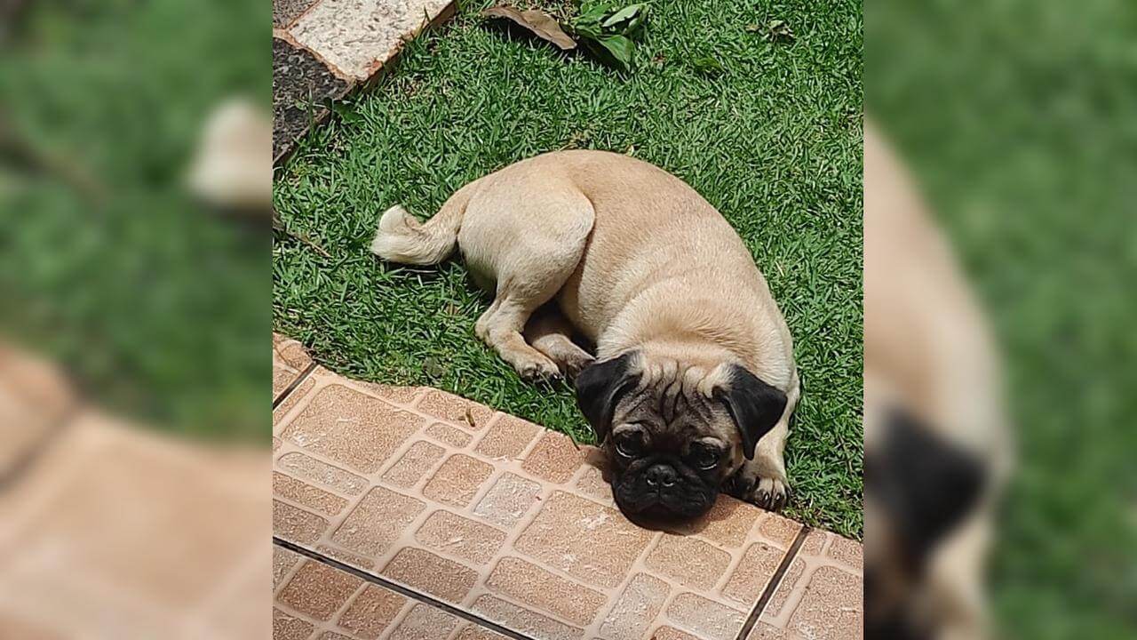 Cachorro Bingo desapareceu no bairro Esmeralda