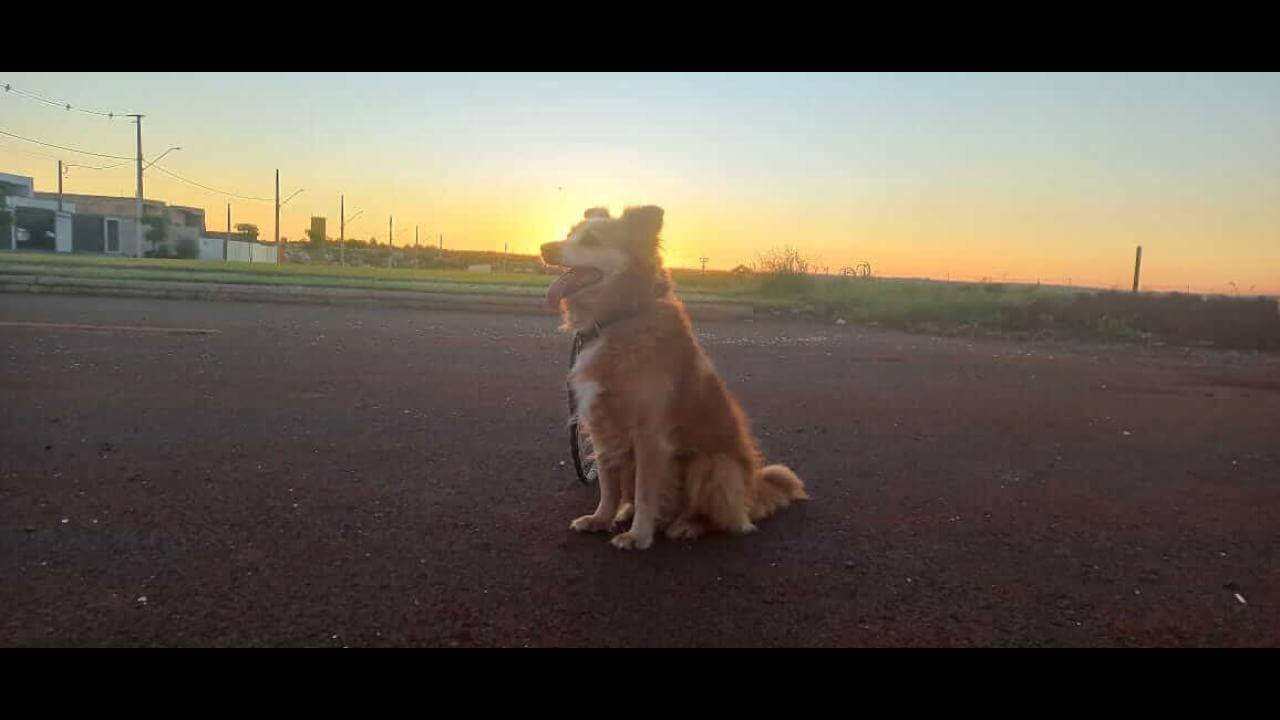 Cachorro Marlon desapareceu no bairro Universitário