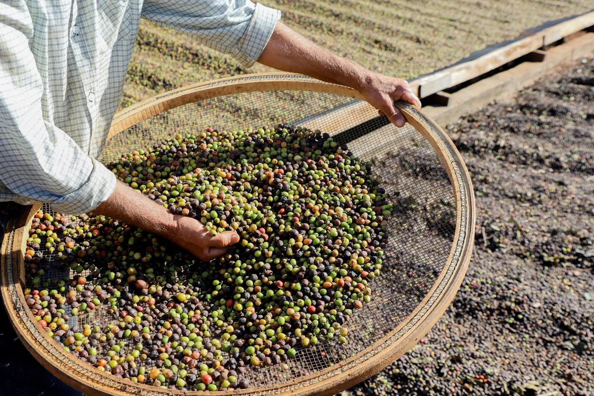 Café de Mandaguari, no Paraná, é um dos mais exclusivos do país