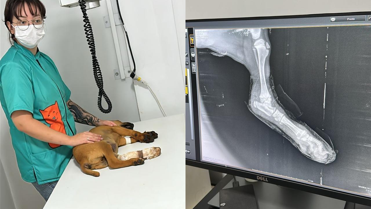 Caramelo atropelado passa por procedimento após mobilização e apoio da comunidade em Cascavel