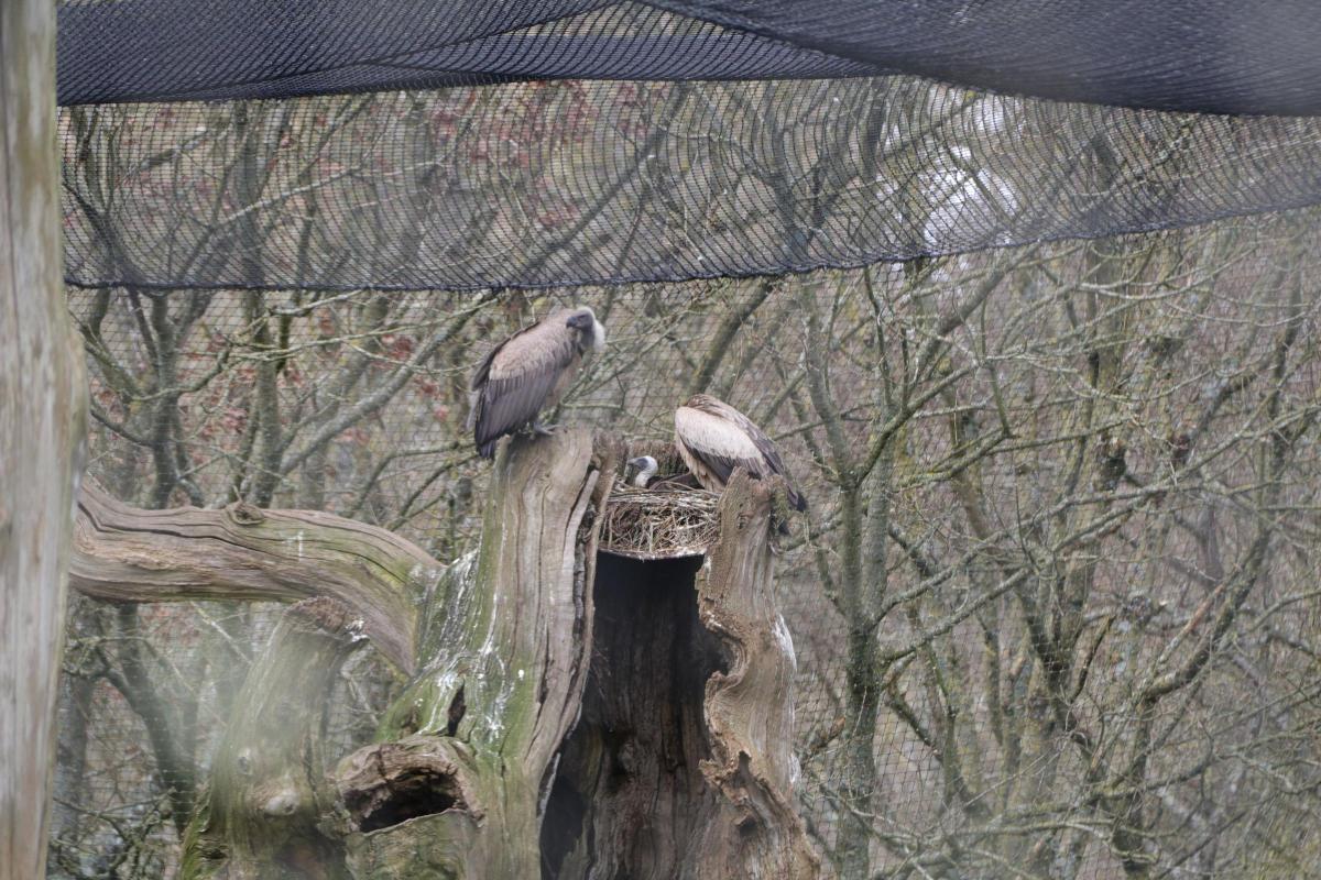 Critically endangered chick hatches at Longleat