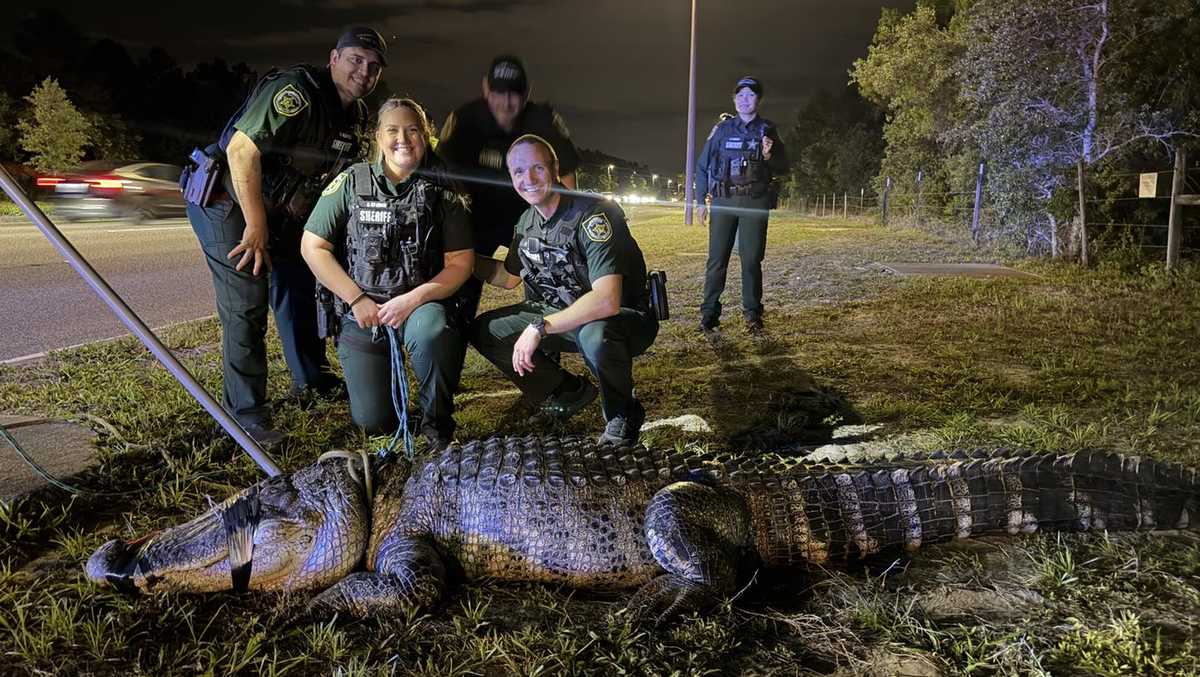 Deputies capture 11-foot alligator near Orange County apartments