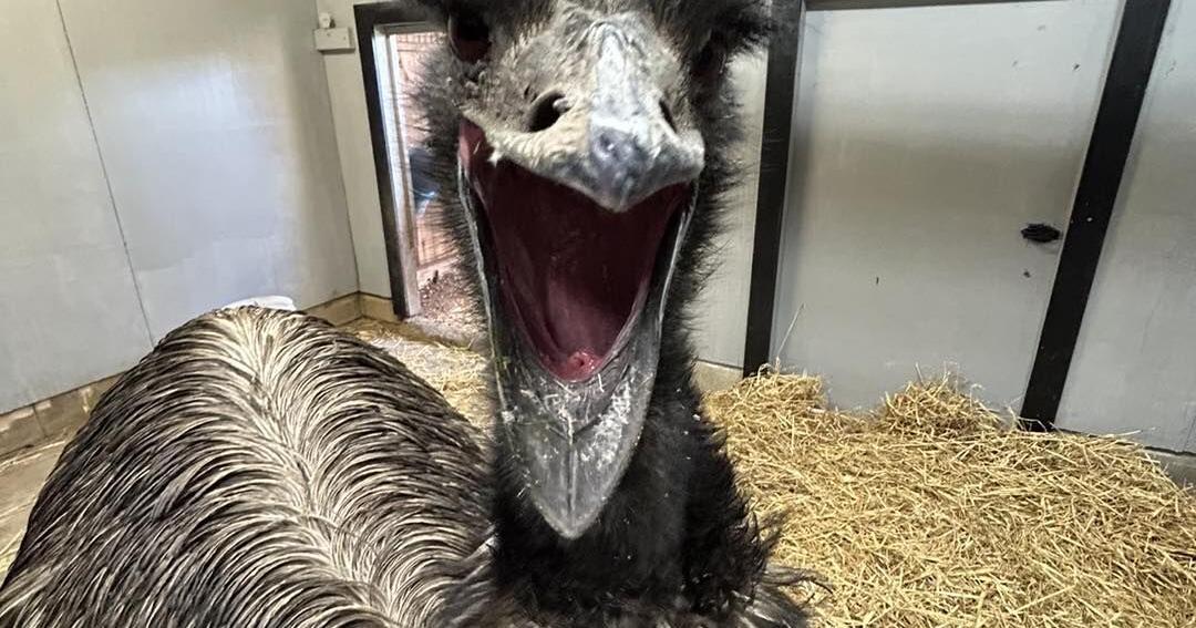 Emu killed at Dickerson Park Zoo after hailstorm | State News