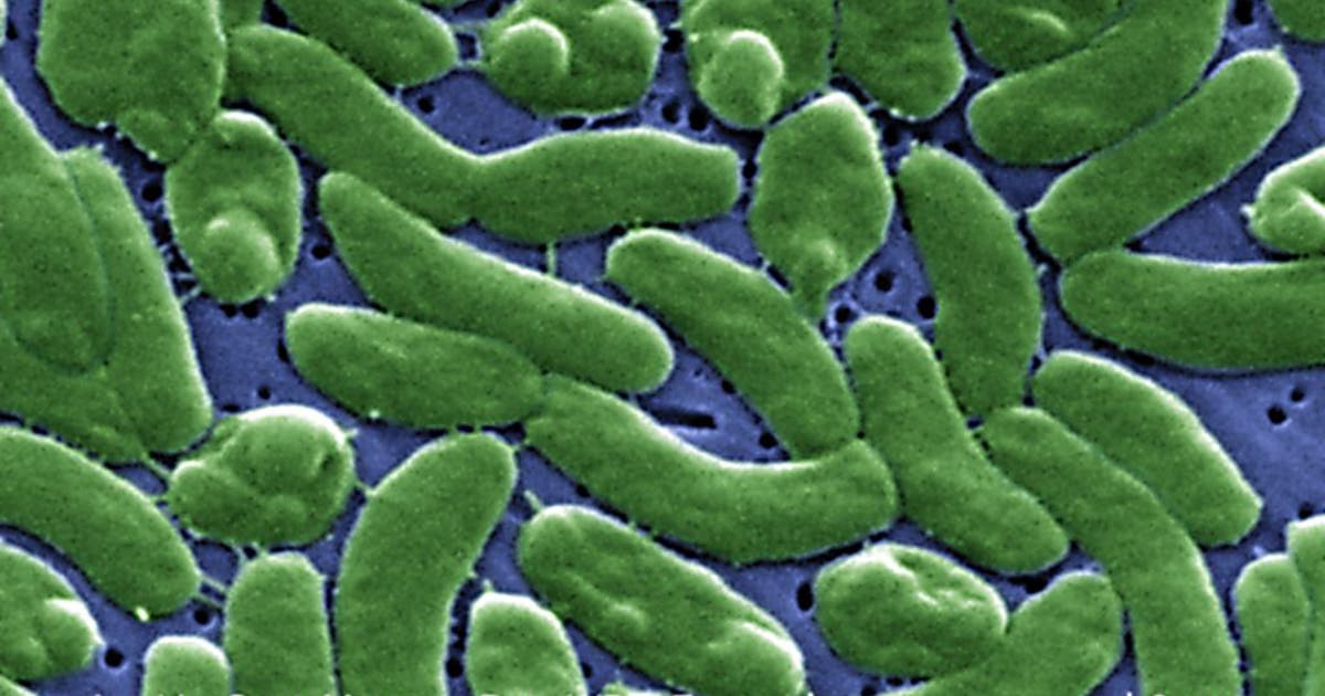 Flesh-eating bacteria that could kill in 2 days found in Long Island waters: report