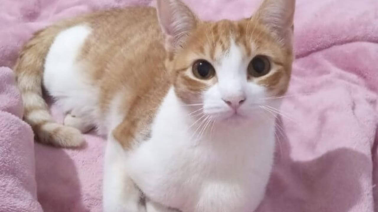 Gata Sassi desapareceu no bairro Pioneiros Catarinenses