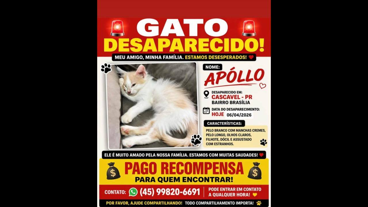 Gato Apóllo desapareceu no bairro Brasília