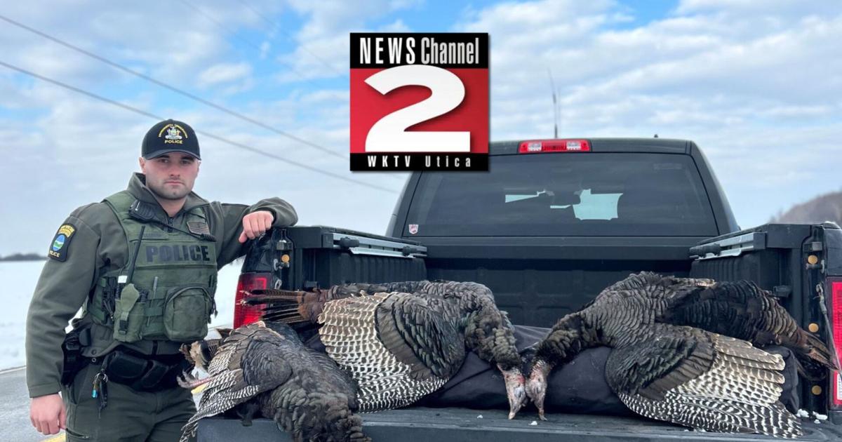 ‘Illegal Turkey Take’ in North Country Leads to Tickets | Crime