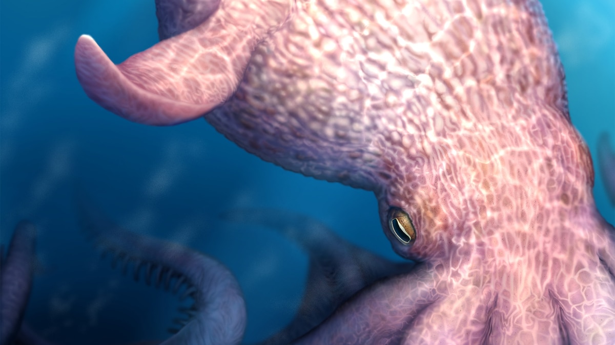 Jaw fossils suggest a 60-foot octopus was the ‘kraken’ of the Cretaceous