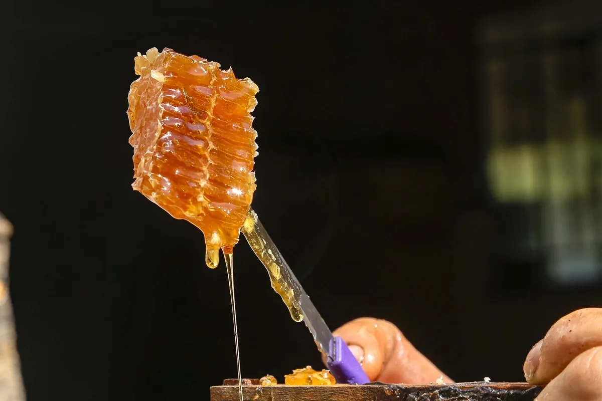 Mel raro do interior do Paraná nasce de floradas especiais