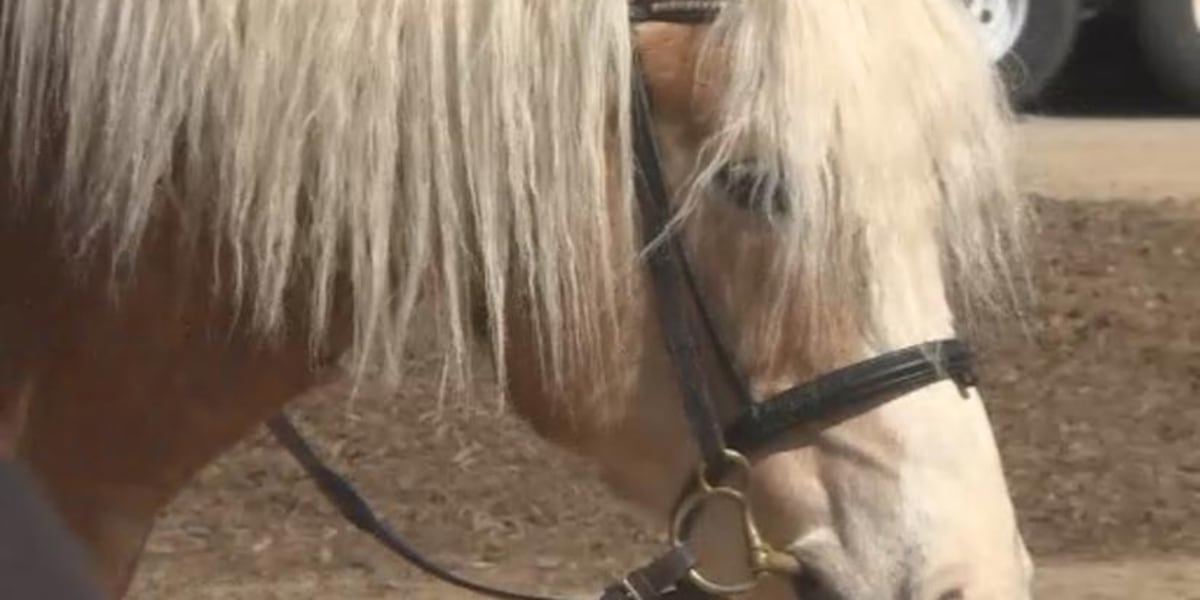 Midwest Horse Fair returns for 45th year
