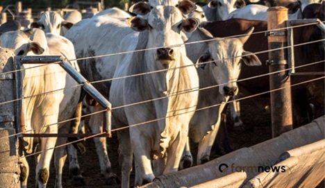 Preço futuro do boi gordo volta a subir, com destaque a maio e mercado físico firme!