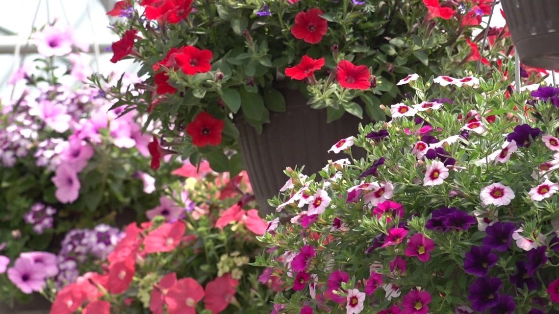 Spring freeze to hit early next week for northeastern and central Pennsylvania